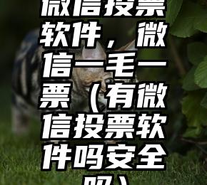 简单的来说下微信投票人工怎么刷票（微信纯人工投票）