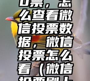 简单的来说下微信投票人工怎么刷票（微信纯人工投票）