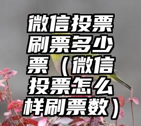 简单的来说下微信投票人工怎么刷票（微信纯人工投票）