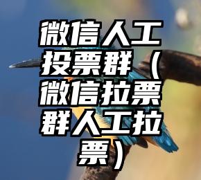简单的来说下微信投票人工怎么刷票（微信纯人工投票）